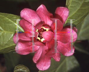 Picture of X Sinocalycanthus raulstonii 'Hartlage Wine'