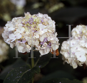 Picture of Hydrangea involucrata 'Hortensis'