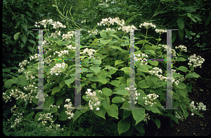 Picture of Hydrangea involucrata 'Hortensis'