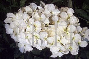 Picture of Hydrangea arborescens ssp. radiata 'Samantha'