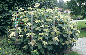 Picture of Hydrangea arborescens 'Dardom (White Dome)'