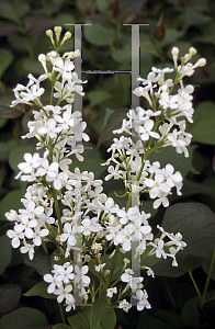 Picture of Syringa x 'Betsy Ross'