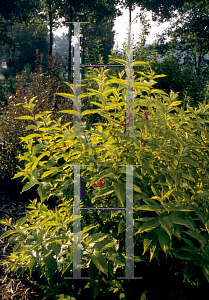 Picture of Weigela florida 'Rubidor'