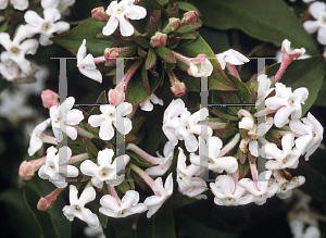 Picture of Abelia mosanensis 