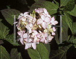 Picture of Hydrangea x 'Shinonomei'