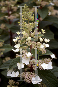 Picture of Hydrangea paniculata 'Tardiva'