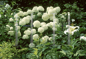 Picture of Hydrangea arborescens 'Annabelle'