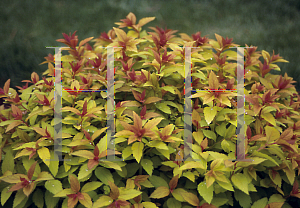 Picture of Spiraea japonica 'Magic Carpet'