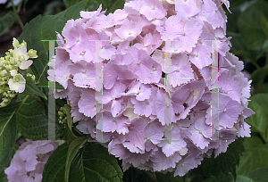 Picture of Hydrangea macrophylla 'Filibert'