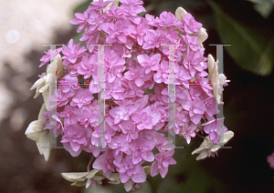 Picture of Hydrangea serrata 'Miyama Yac Muroski'