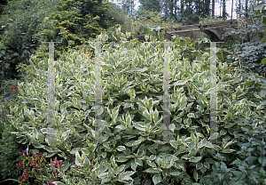 Picture of Cornus alba 'Bailhalo (Ivory Halo)'