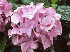 Picture of Hydrangea macrophylla 'Adria'