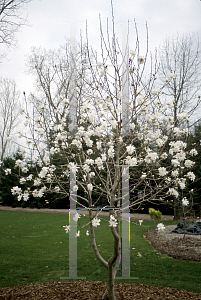 Picture of Magnolia x loebneri 'Ballerina'