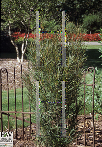 Picture of Rhamnus frangulus 'Ron Williams (Fine Line)'