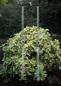 Picture of Viburnum lantana 'Variegata'