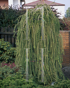 Picture of Larix decidua 'Pendula'