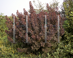 Picture of Cotinus coggygria 'Royal Purple'