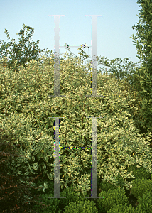 Picture of Cornus alba 'Elagantissima'