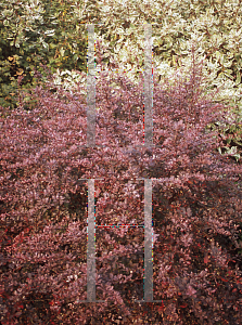 Picture of Berberis thunbergii 'Rose Glow'