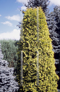 Picture of Thuja occidentalis 'Auresens'