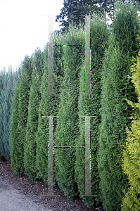 Picture of Thuja occidentalis 'Holmstrup'