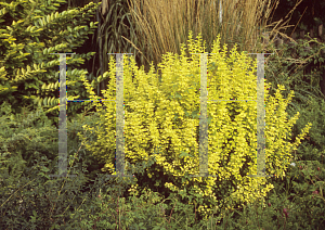 Picture of Berberis thunbergii 'Aurea'