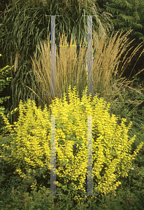 Picture of Berberis thunbergii 'Aurea'