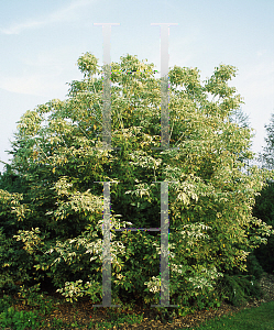 Picture of Acer negundo 'Flamingo'