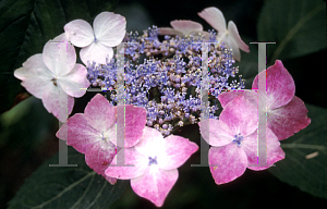 Picture of Hydrangea serrata 'Beni-gaku'