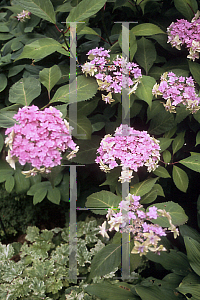 Picture of Hydrangea serrata 'Miyama Yac Muroski'