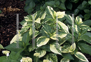 Picture of Hydrangea macrophylla 'Gold Strike'