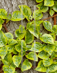 Picture of Hydrangea petiolaris 'Firefly'