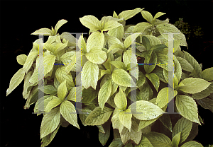 Picture of Hydrangea macrophylla 'Gold Dust'