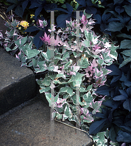 Picture of Ipomoea batatas 'Tricolor'