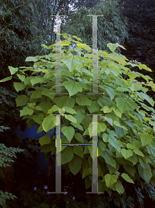 Picture of Catalpa speciosa 'Aurea'