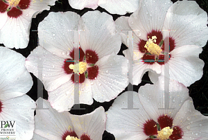 Picture of Hibiscus syriacus 'Mathilde(Blush Satin)'