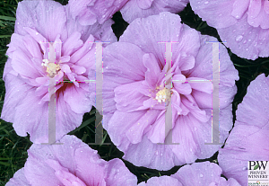 Picture of Hibiscus syriacus 'Notwoodone(Lavender Chiffon)'