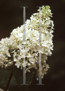 Picture of Hydrangea paniculata 'Little Lamb'