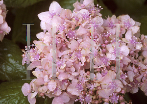 Picture of Hydrangea serrata 'Akisho Temori'