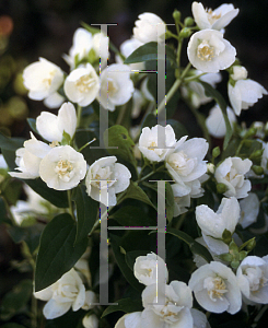 Picture of Philadelphus x lemoinei 'Manteau d' Hermine'