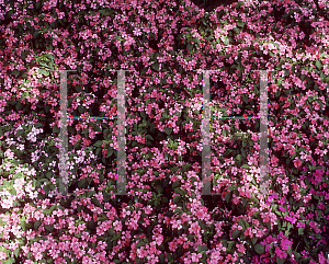 Picture of Impatiens walleriana 'Firefly'