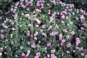 Picture of Impatiens walleriana 'Fiesta Salmon'