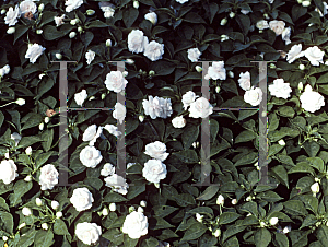 Picture of Impatiens walleriana 'Fiesta White'