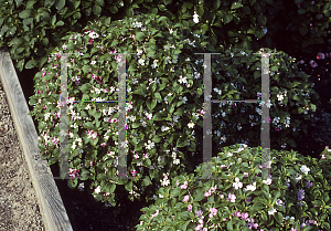 Picture of Impatiens walleriana 'Mini Pink'