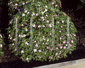 Picture of Impatiens walleriana 'Mini Pink'