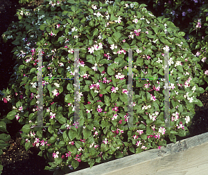 Picture of Impatiens walleriana 'Mini Variegated'
