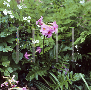 Picture of Incarvillea delavayi 