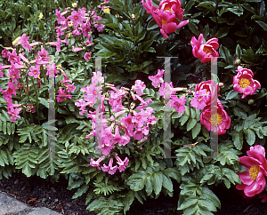 Picture of Incarvillea delavayi 