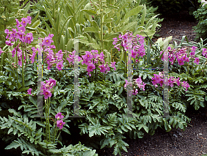 Picture of Incarvillea delavayi 