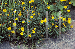 Picture of Inula ensifolia 